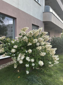Mieszkanie Sprzedaż Wrocław Wrocław-Psie Pole